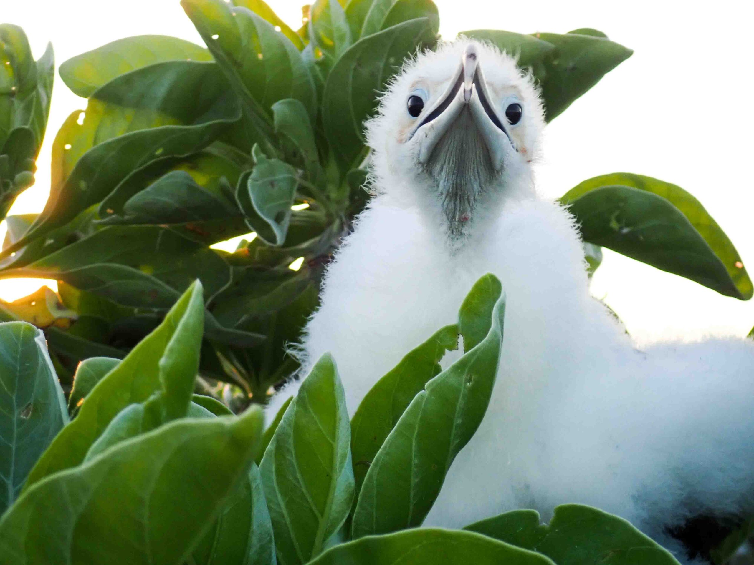 Howland Island Birdwatching