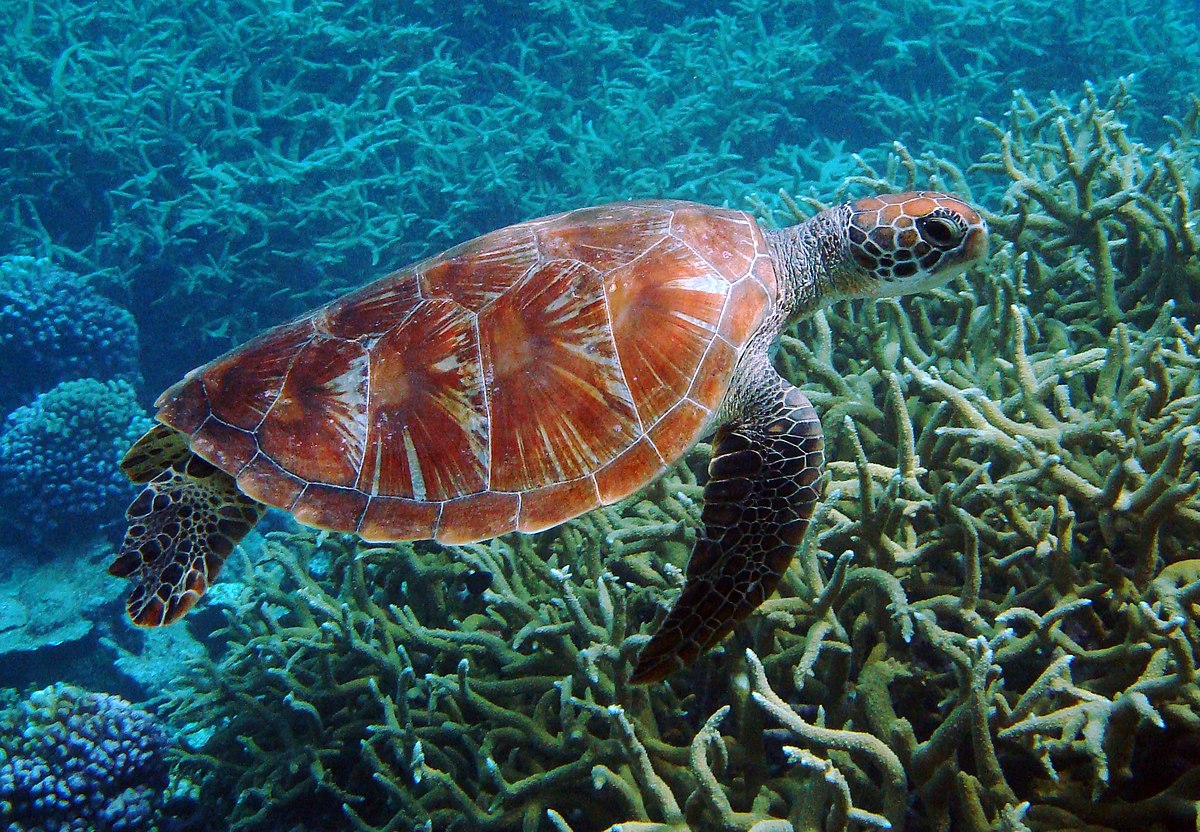 Howland Island Marine Research