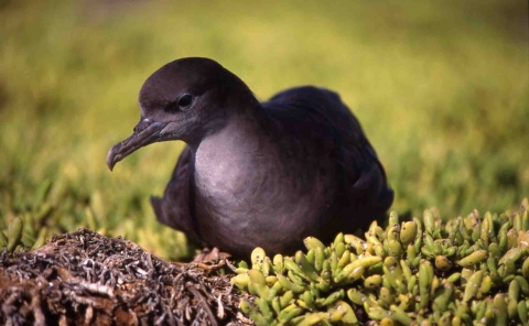 Jarvis Island Birdwatching
