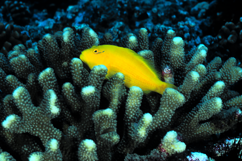 Jarvis Island Environmental Conservation