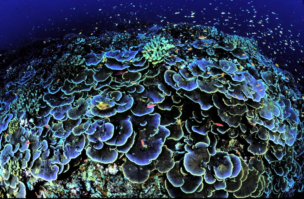 Jarvis Island Marine Research