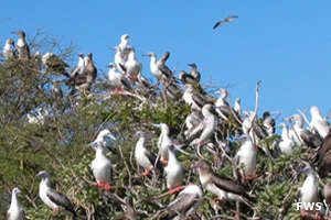 Johnston Atoll Birdwatching