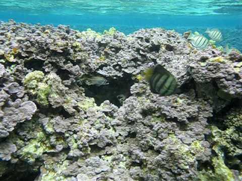 Midway Islands Snorkeling and Diving